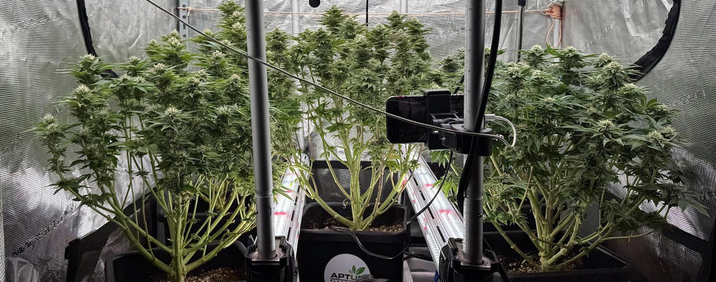 Intercanopy-Beleuchtung im Cannabisanbau: Ja oder nein?