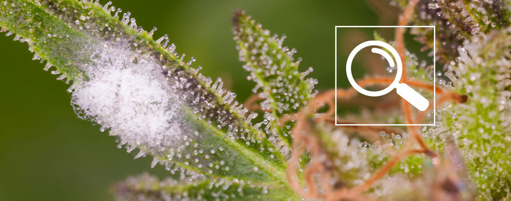 Anleitung: Mehltau auf Cannabis erkennen