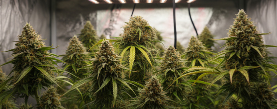Cannabis mit 12/12 from Seed anbauen
