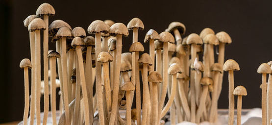 Was Ist Panaeolus Cyanescens?