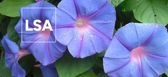 Alles Wissenswerte über LSA