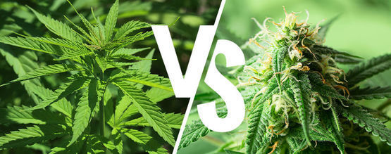Indica Vs. Sativa: Spielt Es 2025 Noch Eine Rolle?