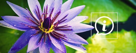 Was Ist Blauer Lotus?