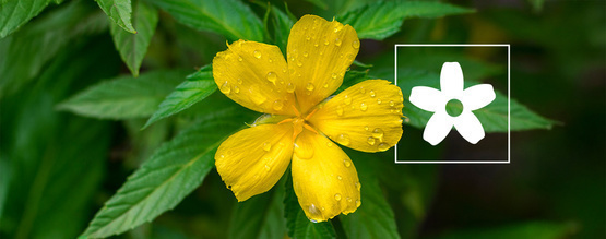 Wie verwendet man Damiana? – Alles, was du wissen musst