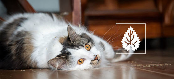 Alles Wissenswerte über Katzenminze