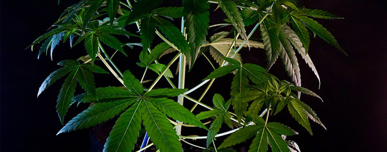 Was ist Cannabis Indica?