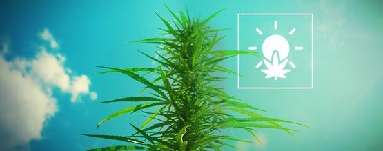 Cannabisanbau im Freien