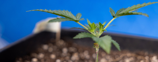 Topping Cannabis: Alles, was du wissen musst