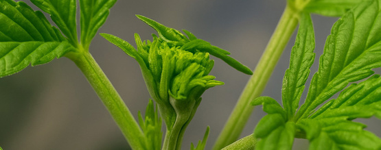 Fimming von Cannabis für größere Erträge: Wann & wie du deine Pflanzen fimmen solltest