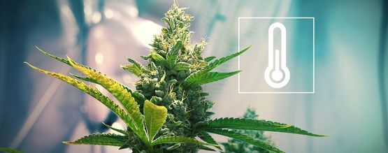 Die Wichtigkeit Der Temperatur Im Cannabisanbauraum