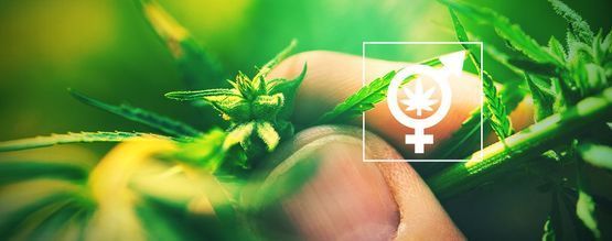 Warum Es Wichtig Ist, Das Geschlecht Deiner Cannabispflanzen Zu Bestimmen