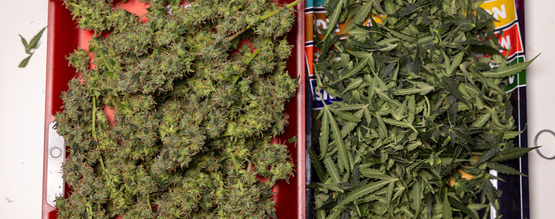 Was tun mit übrig gebliebenen Cannabis-Sonnensegeln und Trim?