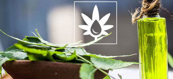 Wie Man Neemöl Im Grow Room Verwendet