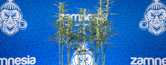 Cannabis entlauben: Alles, was du wissen musst