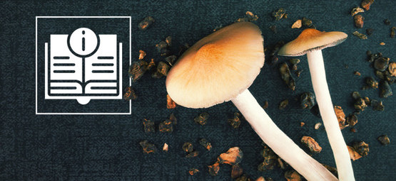 Informationen Über Zauberpilze Und -Trüffel