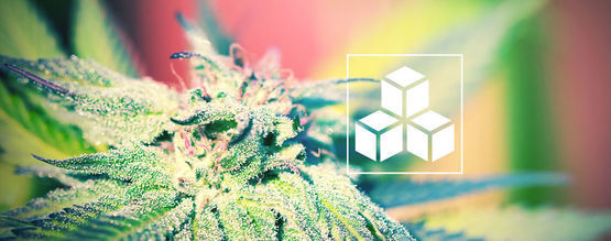 Die Bedeutung Von Zucker Beim Cannabisanbau