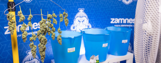 Bud Washing: Warum sollte man Cannabisblüten spülen?