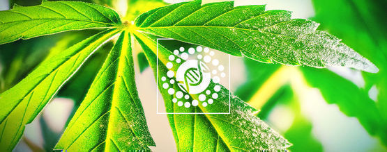 Alles Über Pollen Und Cannabiszucht