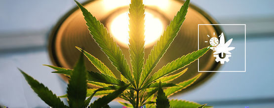 Wie Viel Licht Benötigen Autoflowers?