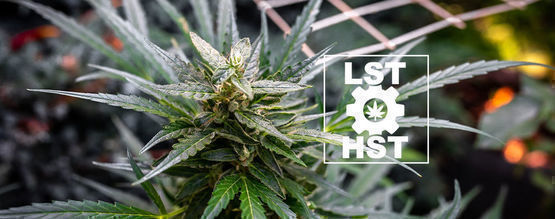 Wie Man Autoflowers Trainiert