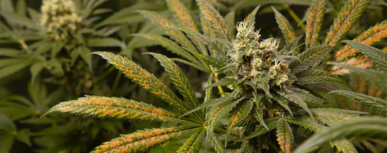 Calciummangel bei Cannabispflanzen