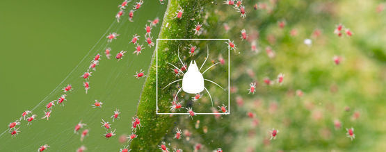 So Wird Man Spinnmilben Auf Cannabispflanzen Los