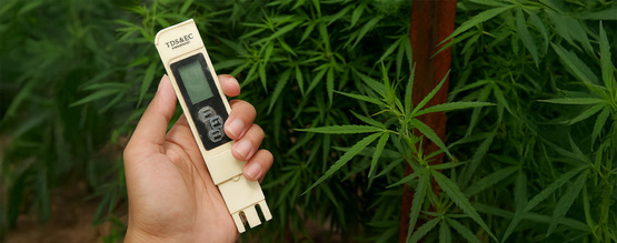 Der beste EC-Wert für Cannabispflanzen