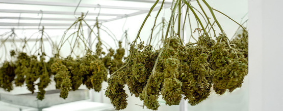 Anleitung: Cannabis trocknen