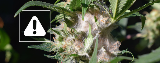 Budrot erkennen und verhindern: Cannabis ohne Grauschimmel anbauen