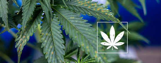 Braune Flecken auf Cannabispflanzen: Ursachen erkennen und beheben