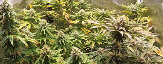 pH bei Cannabis: So misst und regulierst du ihn richtig