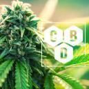 Was Ist Cannabidiol (CBD)?