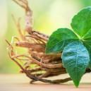 Ein Leitfaden &Uuml;ber Alles Wissenswerte &Uuml;ber Ginseng