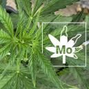 Molybd&auml;nmangel Bei Cannabispflanzen