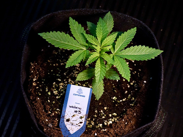 Autoflower umtopfen: Wann und wie es wirklich Sinn ergibt