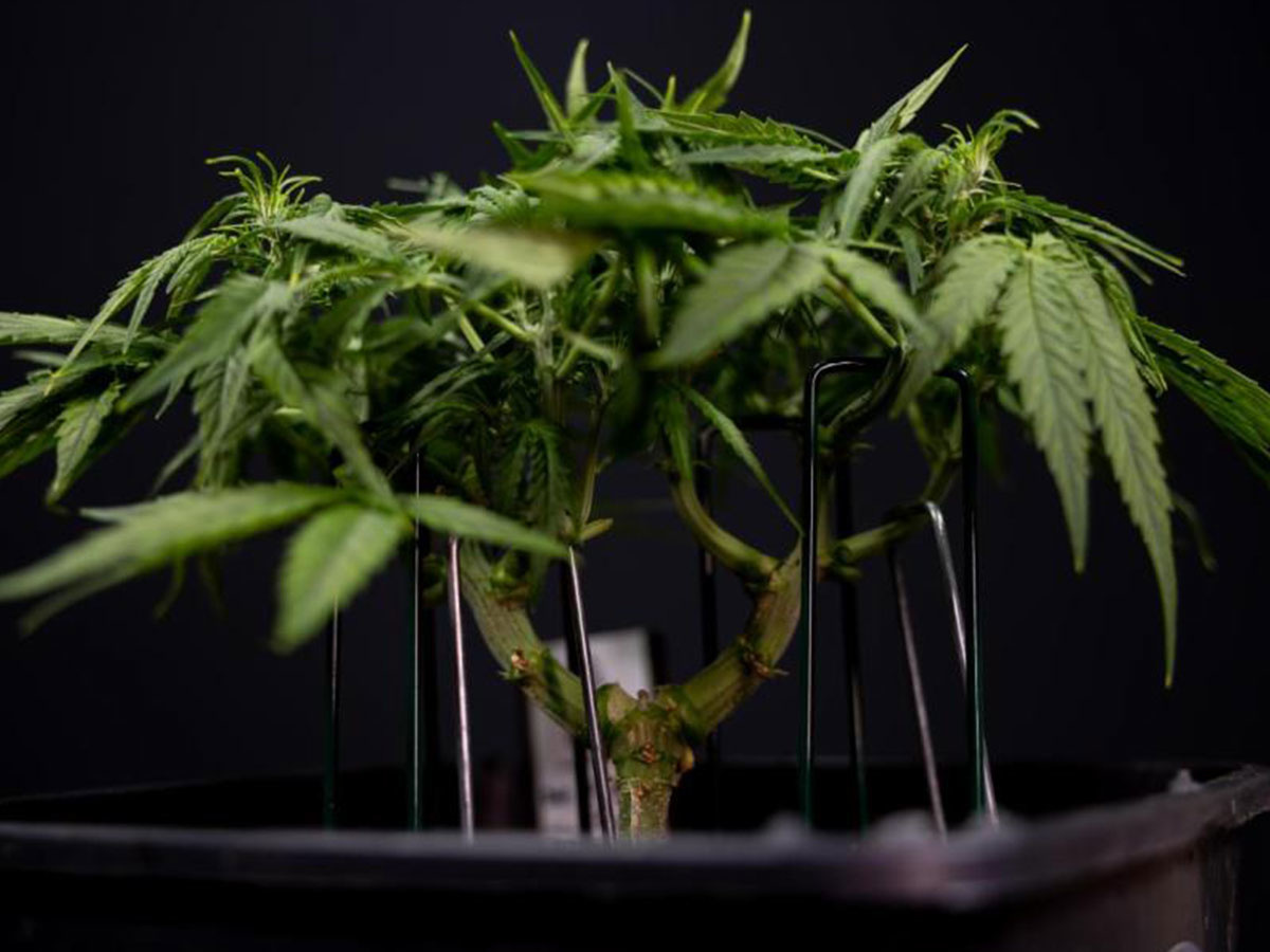 Low Stress Training bei Cannabispflanzen richtig anwenden