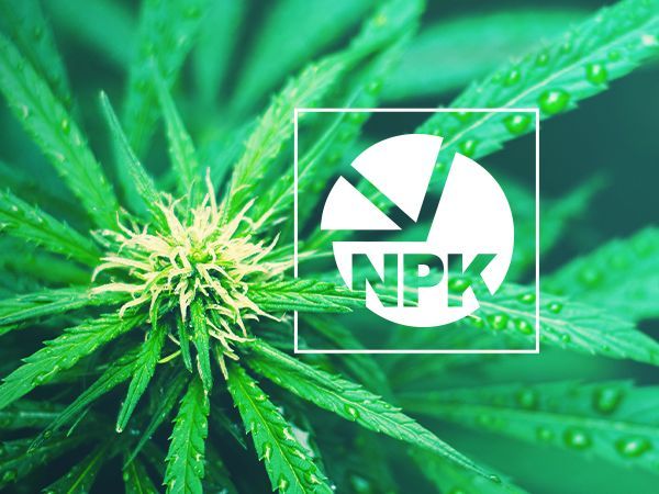 NPK: Was Ist Das Beste Nhrstoffverhltnis Fr Den Cannabisanbau?