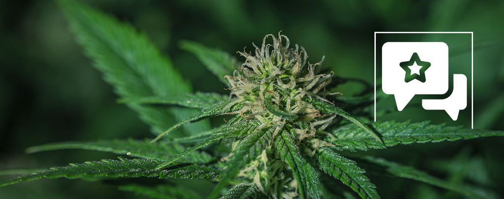 Sensi Skunk (Sensi Seeds) Feminisiert Sensi Skunk (Sensi Seeds) feminisiert