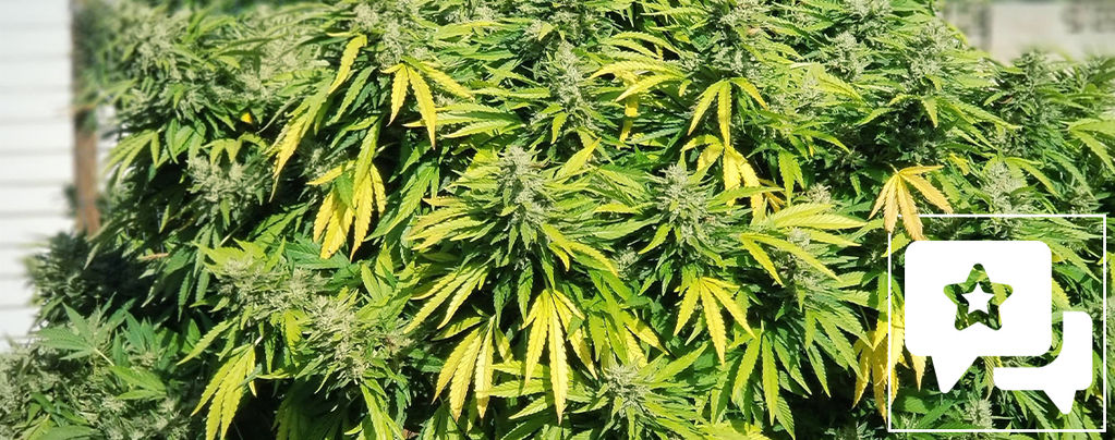 Sortenrezension: Critical Kush 