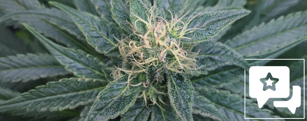 Sortenrezension: Royal Medic From Royal Queen Seeds