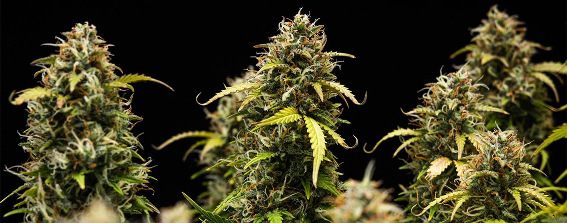 Top 10 milde Cannabis-Sorten: Mellow Strains mit wenig THC