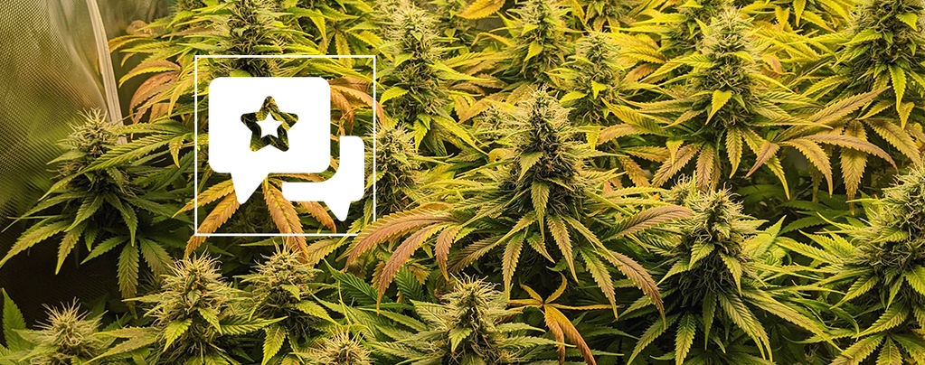 Cannabis-Sorte Bewertung: The Church von Greenhouse Seeds