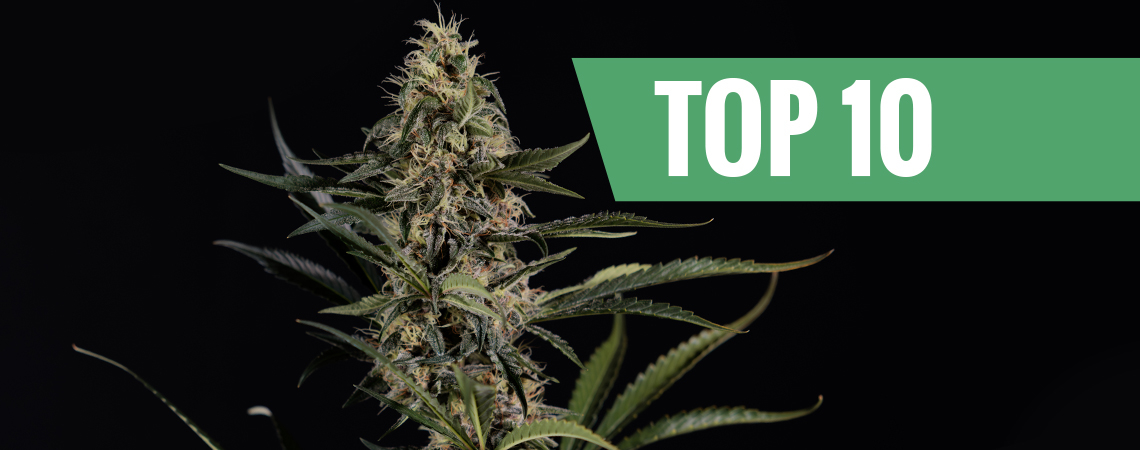 Top 10 der stärksten und potentesten Cannabissorten Top 10 der stärksten und potentesten Cannabissorten
