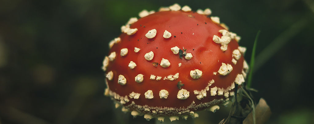 Soma: Der Antike Rauschtrank