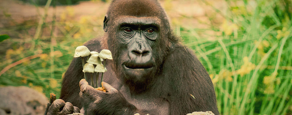 Die Theorie Vom Berauschten Affen Und Der Menschlichen Evolution