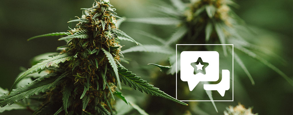 Sortenrezension: Power Plant