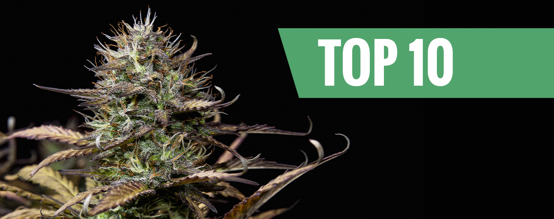 Top 10 autoflowering Cannabissorten
