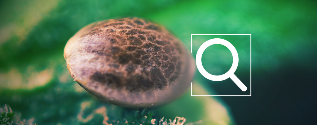 Cannabissamen Auswählen