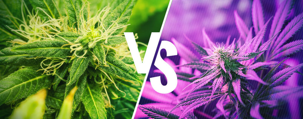 Kush- Und Haze-Sorten Kush- Und Haze-Sorten