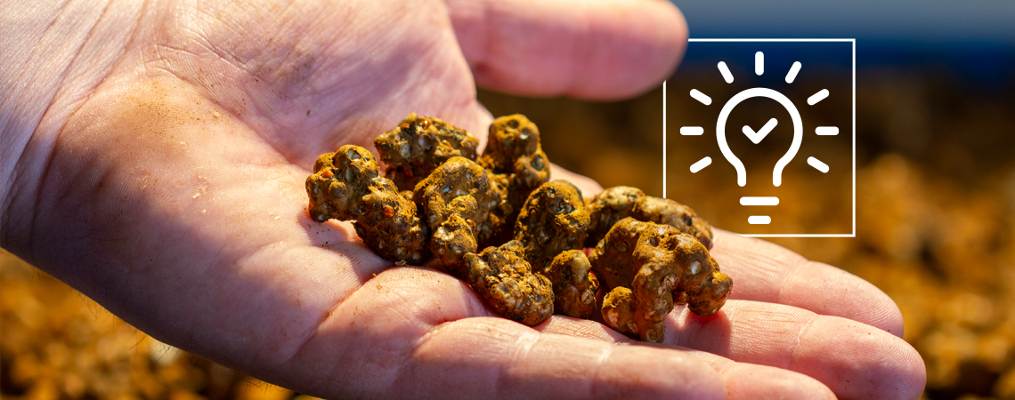 12 Tipps F&uuml;r Ein Tolles Erlebnis Mit Zaubertr&uuml;ffeln